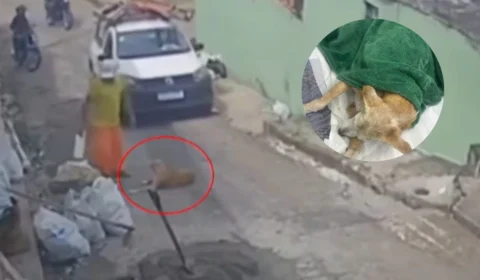 Cadelinha Madonna Britney morre após ser atropelada duas vezes em Manaus