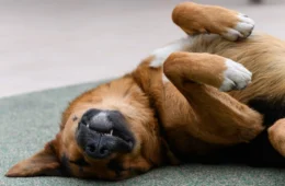 Seu cachorro dorme de barriga para cima? Veja o que esse comportamento diz sobre ele