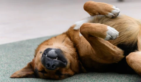Seu cachorro dorme de barriga para cima? Veja o que esse comportamento diz sobre ele
