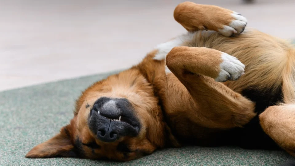 Seu cachorro dorme de barriga para cima? Veja o que esse comportamento diz sobre ele