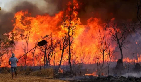 Queimadas caem mais de 90% no Amazonas em julho