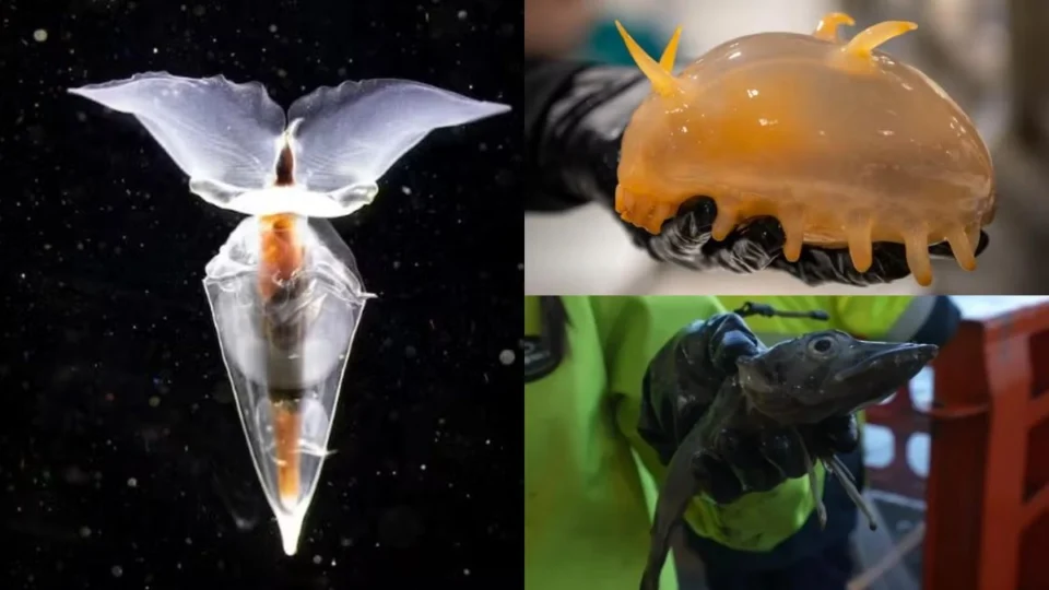 VÍDEO: Seres vivos desconhecidos são encontrados na Antártida