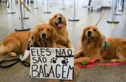 Pets viajantes: saiba quais direitos para cães e gatos foram aprovados pelo Senado