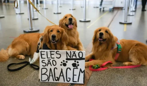 Pets viajantes: saiba quais direitos para cães e gatos foram aprovados pelo Senado