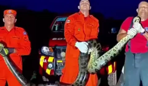 Cobra com mais de 3 metros é resgatada em quintal de casa no Amazonas; veja vídeo