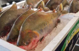 Semana Santa: confira dicas essenciais para comprar e preparar peixes com segurança