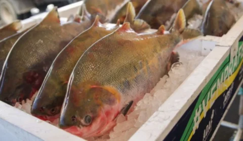 Semana Santa: confira dicas essenciais para comprar e preparar peixes com segurança