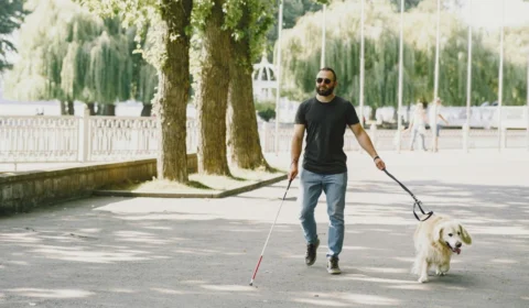 Dia Internacional do cão-guia (30/4): veja curiosidades sobre esses animais