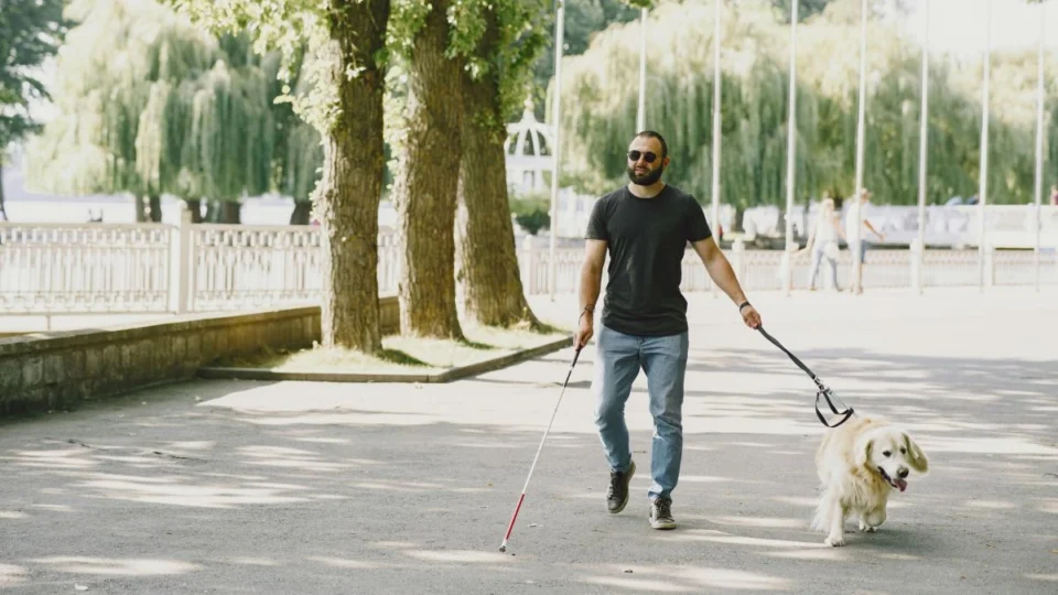 Dia Internacional do cão-guia (30/4): veja curiosidades sobre esses animais