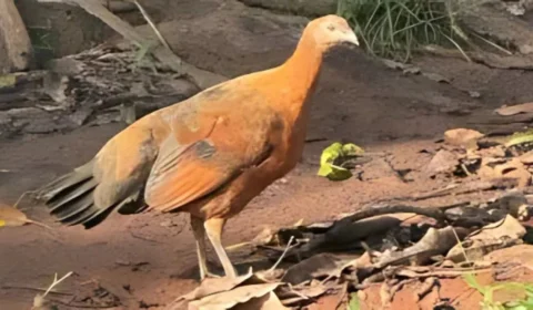 Fenômeno raro: galinha com características de duas espécies nasce em sítio de Jaru, em RO