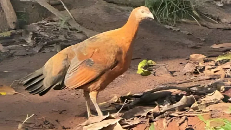 Fenômeno raro: galinha com características de duas espécies nasce em sítio de Jaru, em RO