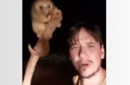 VÍDEO: morador flagra tamanduá raro ‘passeando’ por estrada em Porto Velho