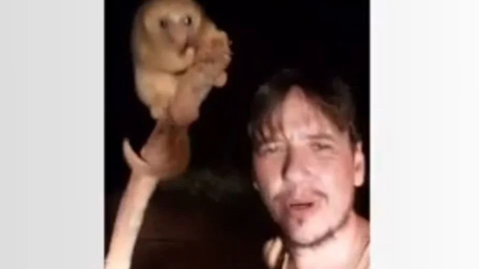 VÍDEO: morador flagra tamanduá raro ‘passeando’ por estrada em Porto Velho