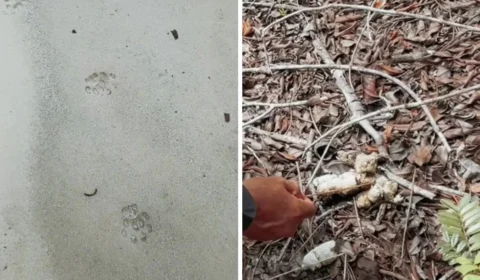 Presença de onça com filhote fecha cachoeira em Presidente Figueiredo, no Amazonas; veja vídeo