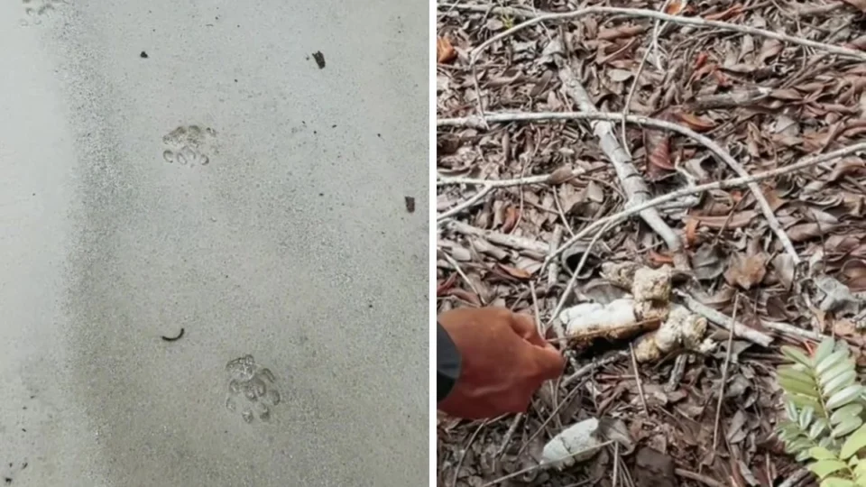 Presença de onça com filhote fecha cachoeira em Presidente Figueiredo, no Amazonas; veja vídeo