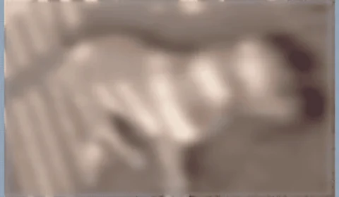 PM atira e mata cachorro pitbull durante perseguição no interior do Acre; veja o que motivou a ação