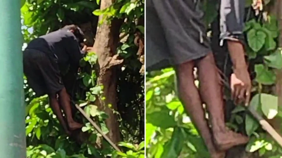 Adolescente invade terreno para pegar jambo e é atingido por lança no Amazonas; veja vídeo