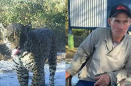 Local de ataque de onça já foi denunciado por ‘ceva’; entenda prática que é crime ambiental