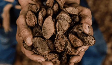 Sena Madureira (AC) é reconhecida como Capital Nacional da Castanha do Brasil por nova lei federal