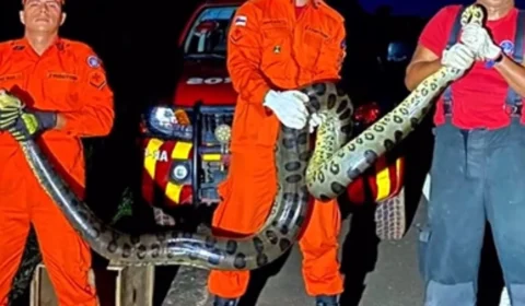 Sucuri de 3,5 metros é encontrada em quintal de casa no Amazonas; veja vídeo