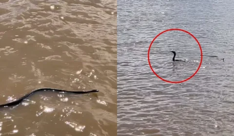 VÍDEO: cobra-cipó faz ‘pose’ para visitantes em ponto turístico de Porto Velho