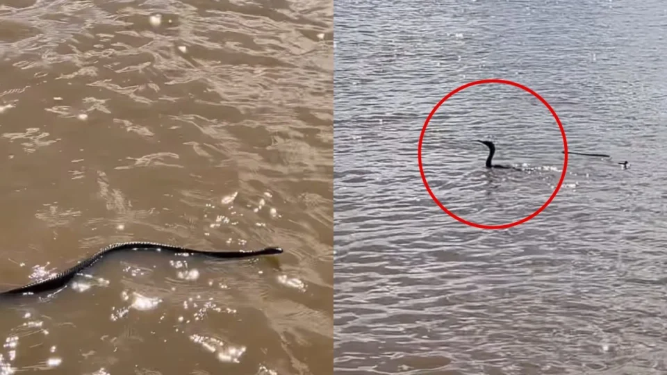 VÍDEO: cobra-cipó faz ‘pose’ para visitantes em ponto turístico de Porto Velho