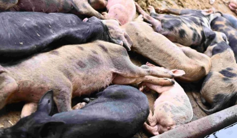 Criador de porcos é multado em quase R$ 500 mil por maus-tratos no Amazonas