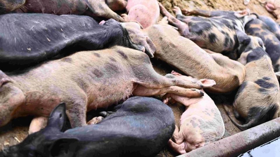 Criador de porcos é multado em quase R$ 500 mil por maus-tratos no Amazonas