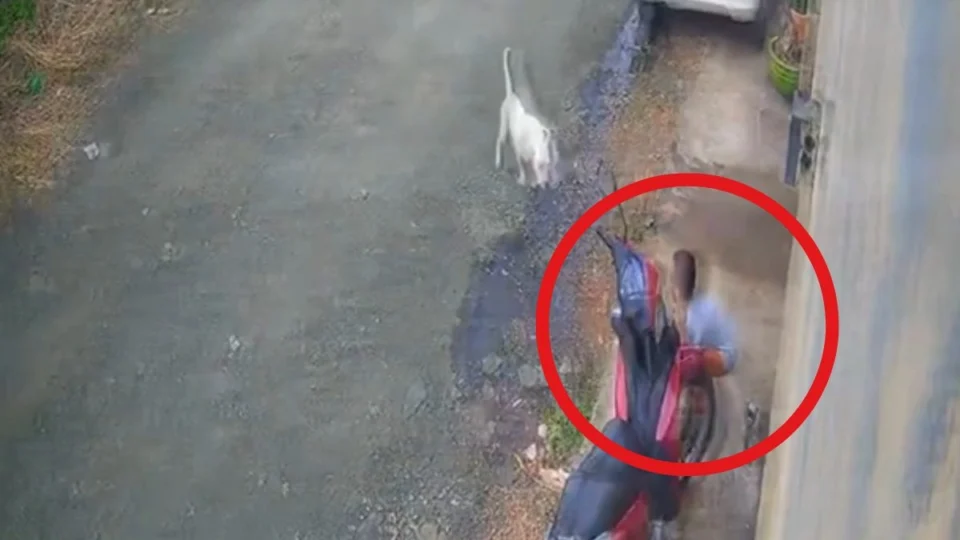 VÍDEO: criança de seis anos é atacada por pit bull em frente de casa em Ji-Paraná
