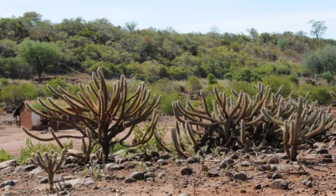 Dia Nacional da Caatinga (28/4): saiba mais sobre o único bioma exclusivamente brasileiro