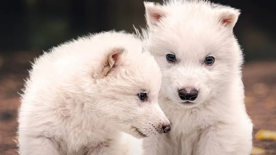 ‘Dire wolf’: entenda como empresa reviveu o lobo-terrível, extinto há mais de 10 mil anos