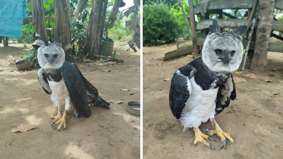 Gavião-real ferido é resgatado no interior do Amazonas; veja fotos
