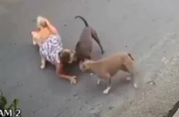 VÍDEO: grávida de 7 meses cai no meio da rua para evitar briga entre cachorros