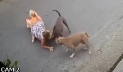 VÍDEO: grávida de 7 meses cai no meio da rua para evitar briga entre cachorros