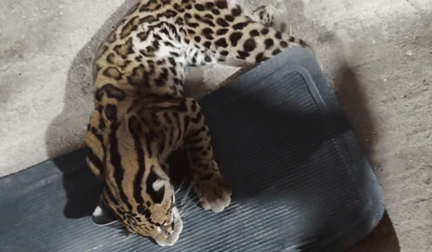 Filhote de jaguatirica é resgatado por casal em rodovia no interior do Acre; veja