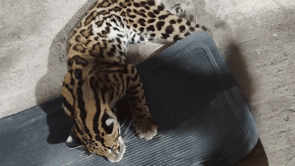 Filhote de jaguatirica é resgatado por casal em rodovia no interior do Acre; veja