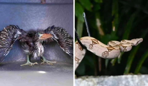 Filhote de socó-boi e jiboia são resgatados em casa e comércio de Manaus