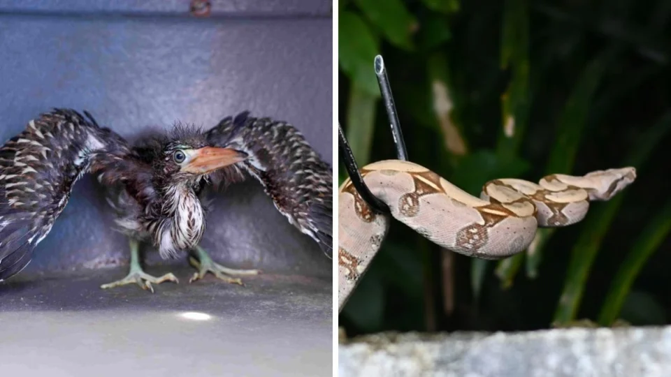 Filhote de socó-boi e jiboia são resgatados em casa e comércio de Manaus