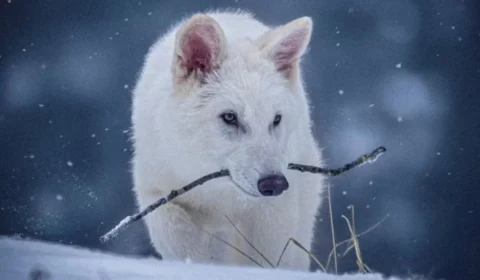 Lobo-terrível voltou da extinção? Veja as diferenças entre o original e o recriado por cientistas