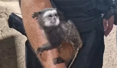 Macaco em cativeiro é resgatado em casa usada para tráfico de drogas em Porto Velho