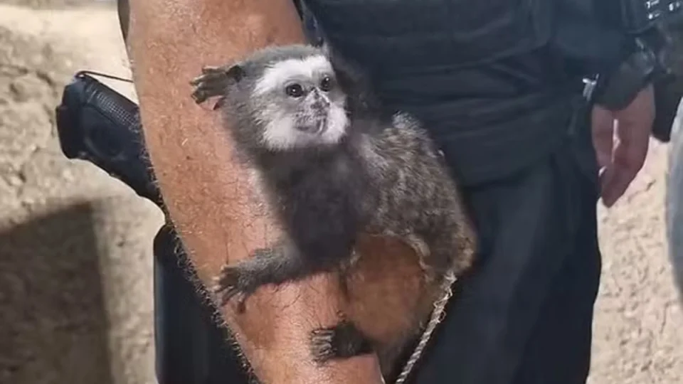 Macaco em cativeiro é resgatado em casa usada para tráfico de drogas em Porto Velho