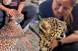 Onça ‘Golias’ resgatada no Amazonas é transferida para Goiás; veja vídeo