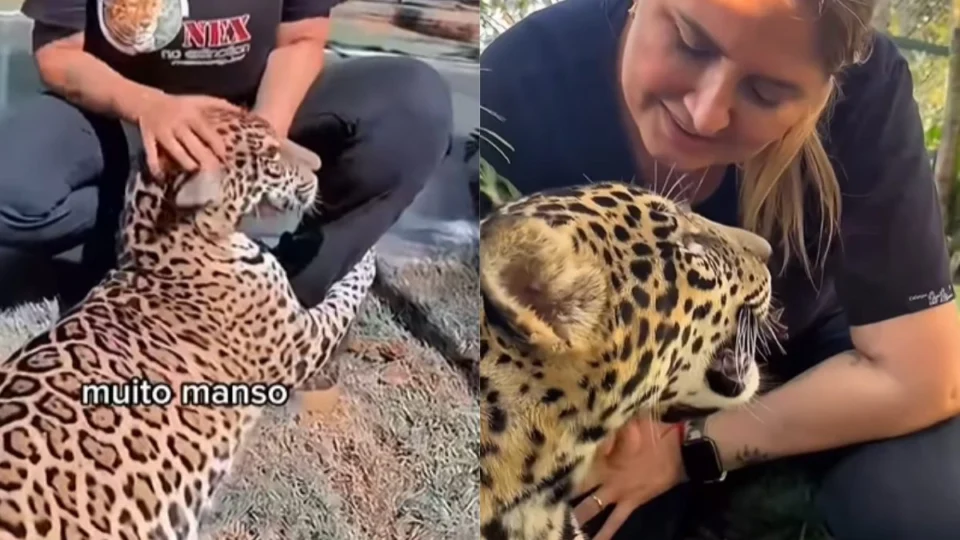Onça ‘Golias’ resgatada no Amazonas é transferida para Goiás; veja vídeo