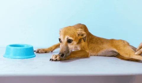 Petinder: Rio Branco lança plataforma para ‘match’ entre animais resgatados e futuros donos