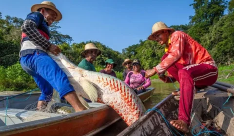 Pirarucu invade rios fora da Amazônia e preocupa autoridades em SP, MG, Bahia e Pantanal