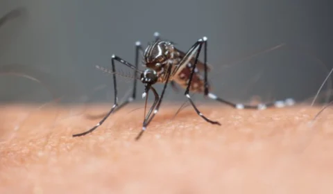 Roraima confirma primeira morte por dengue em 2025; casos preocupam autoridades