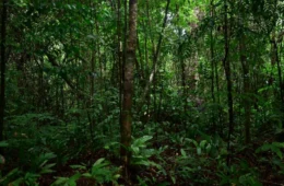Milionário compra mais de 1,6 mil km² da floresta amazônica com propósito inesperado
