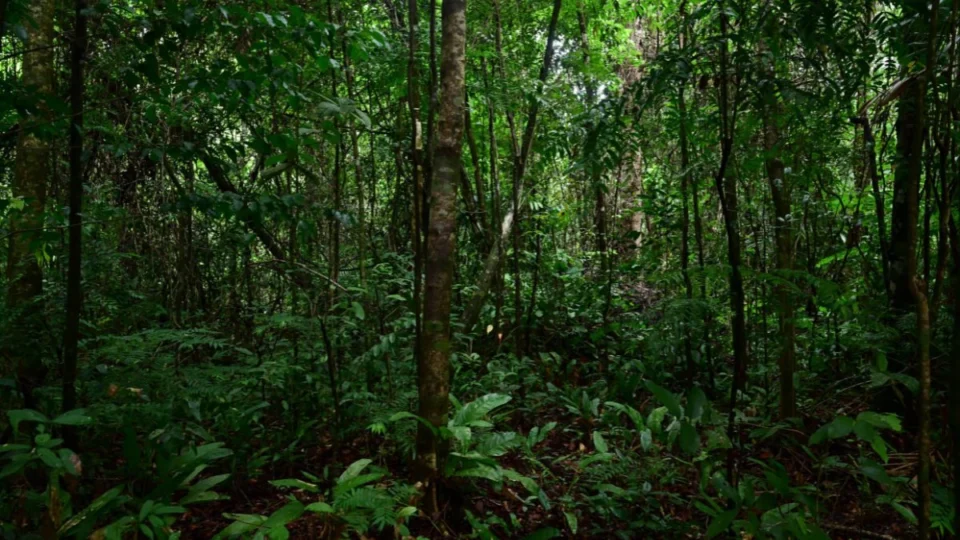 Milionário compra mais de 1,6 mil km² da floresta amazônica com propósito inesperado