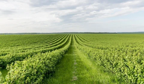 Exportações do Tocantins disparam 46,5% no 1º trimestre de 2025; veja quais os alimentos mais exportados