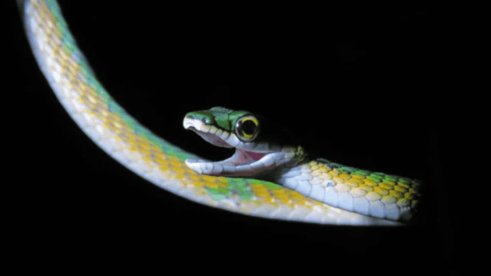 Com ‘bigode’ e cores vibrantes, nova espécie de cobra é descoberta no Cerrado do Tocantins